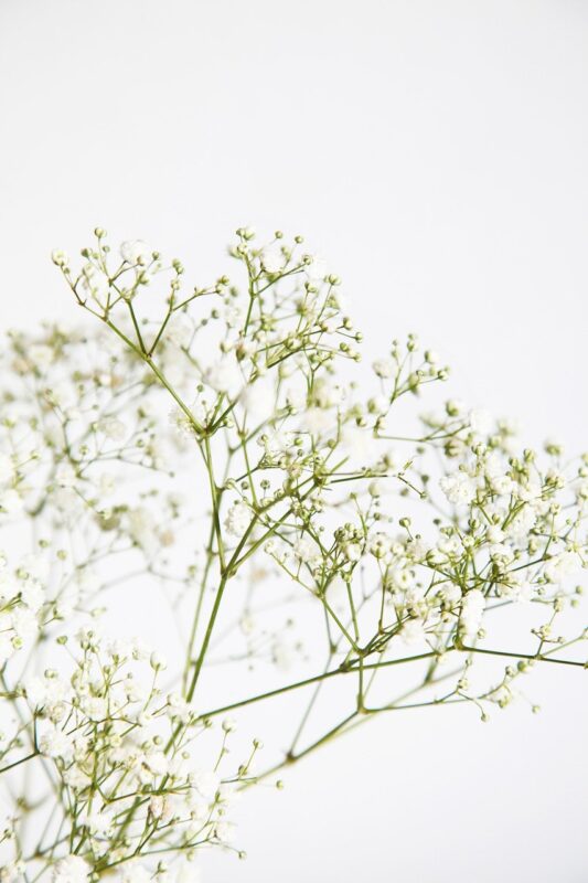 white, flowers, garden